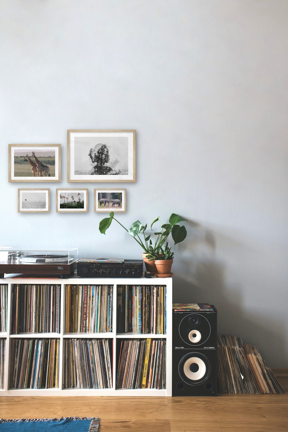 Tavelvägg med ramar i trä i storlekar 21x30, 30x40 och 13x18 med posters med "Två giraffer", "Träd och silhuett", "Fåglar över havet", "Palmer och berg" och "Elefanter"
