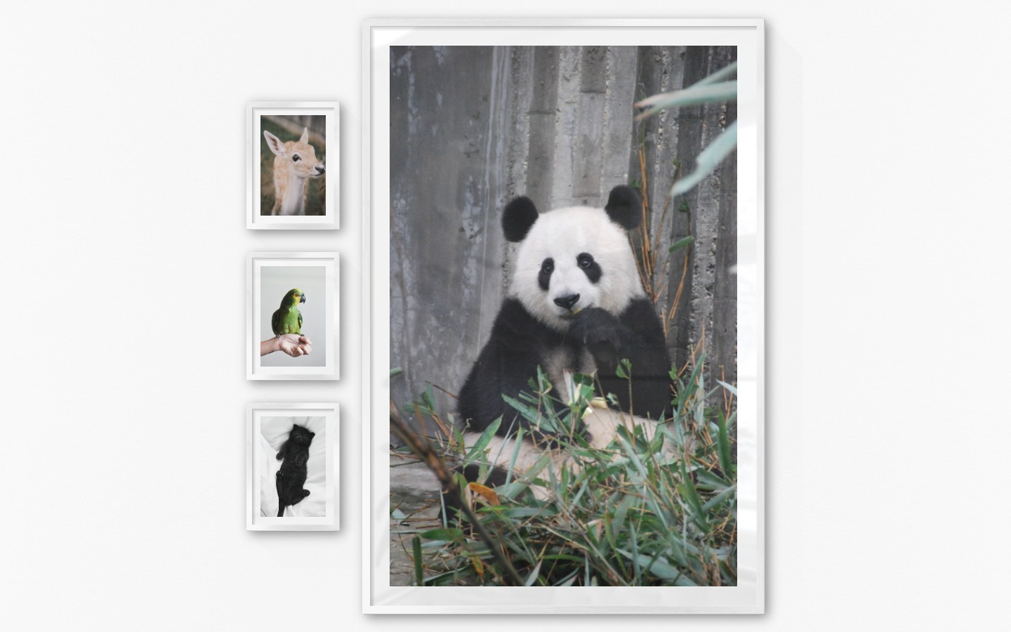 Tavelvägg med ramar i silver i storlekar 21x30 och 100x150 med posters med "Hjort", "Grön papegoja", "Katt i säng" och "Panda"