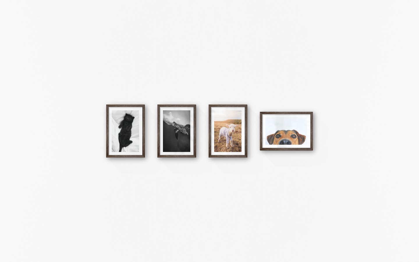Tavelvägg med ramar i mörkt trä i storlekar 21x30 med posters med "Katt i säng", "Sköldpadda", "Lamm" och "Hundnos"