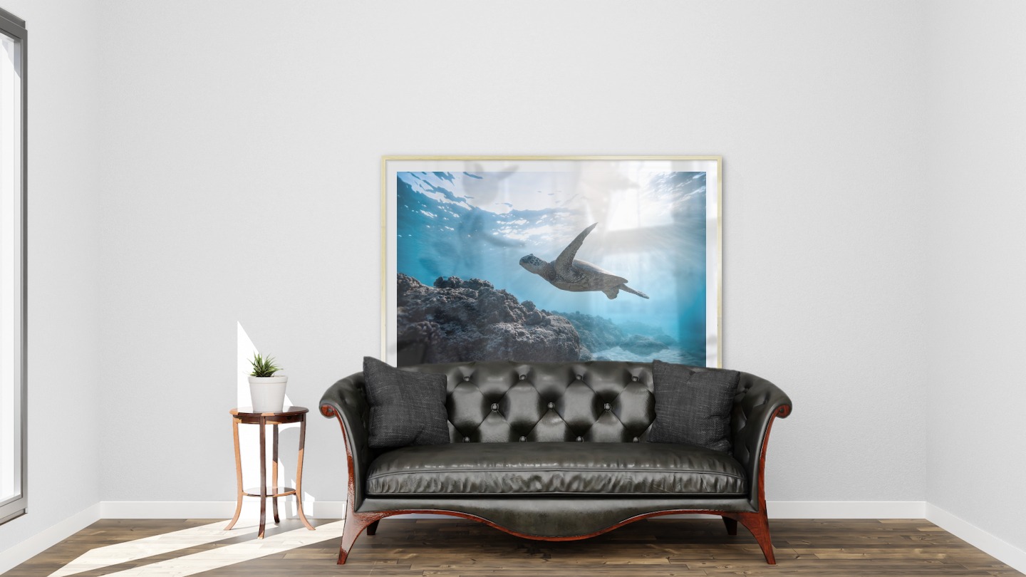 Tavelvägg med ram i guld i storlek 100x150 med poster med "Sköldpadda i vattnet"